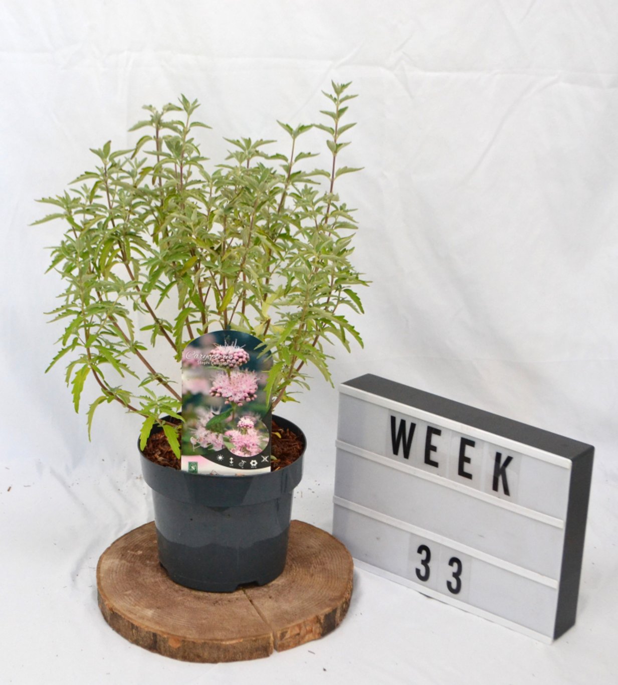 Caryopteris cland. Stephi - C3 20-40 CM